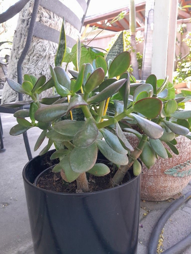 Free Succulents