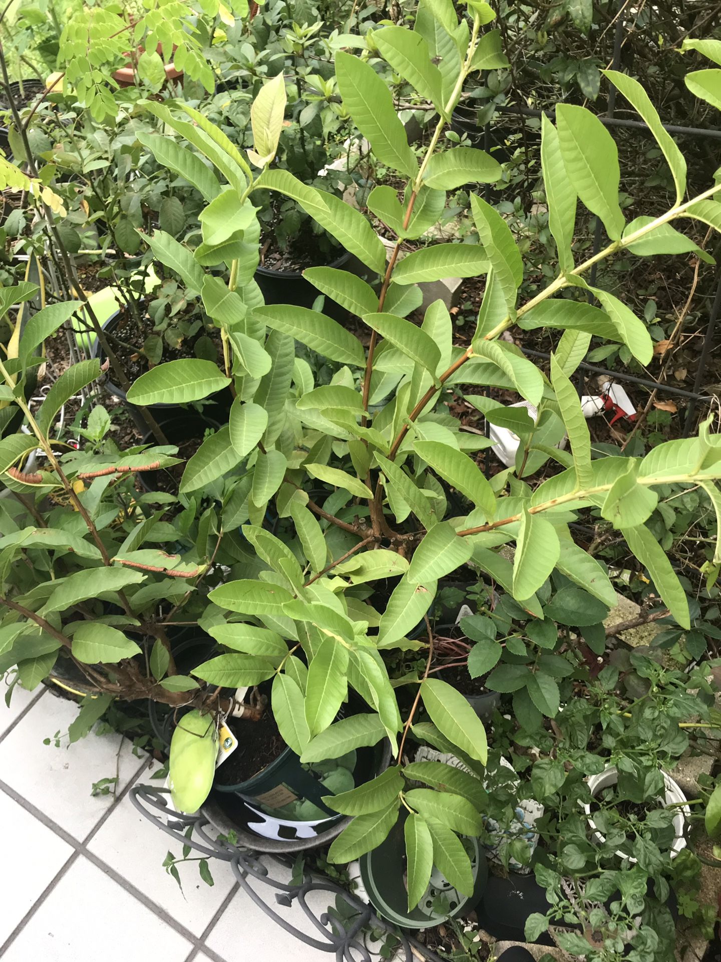 Red guava tree.