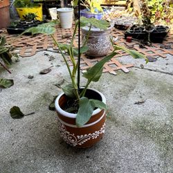 Plants And Ceramic Pots!