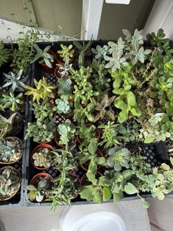 Plants for Sale! 