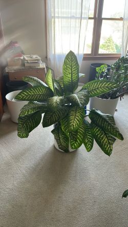 Dieffenbachia