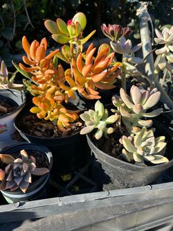 Succulent plants