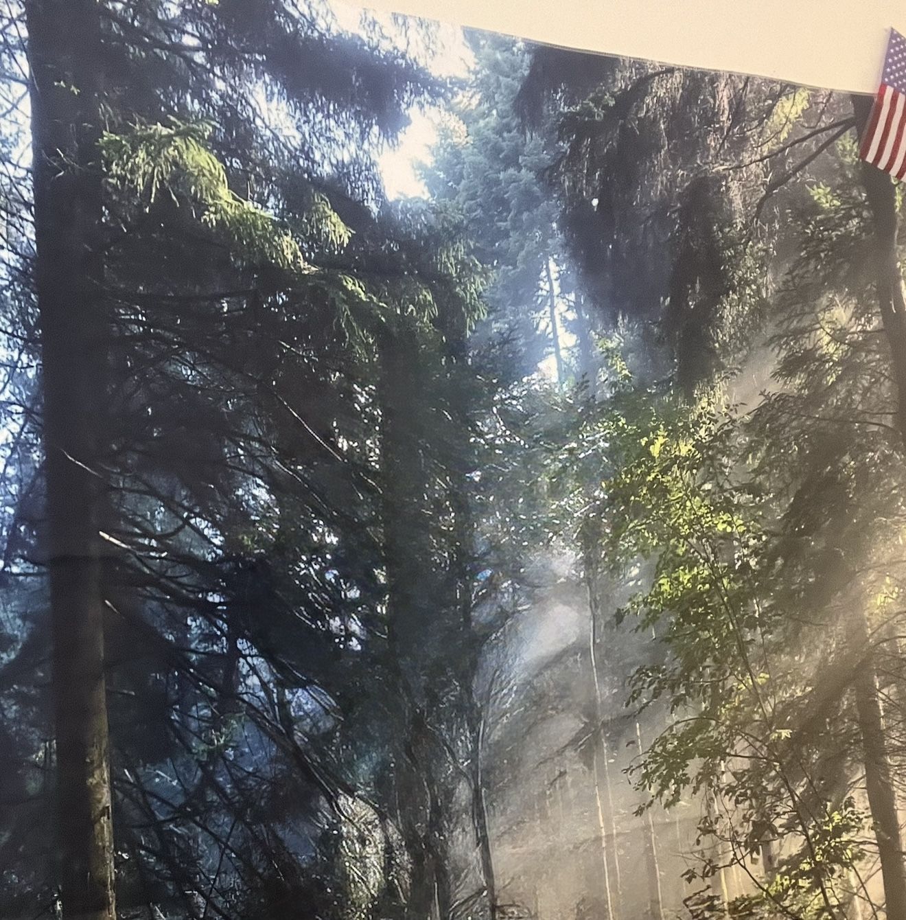 Forest Print Tapestry