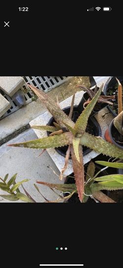 medium aloe vera bushes Each 5$ … And Small