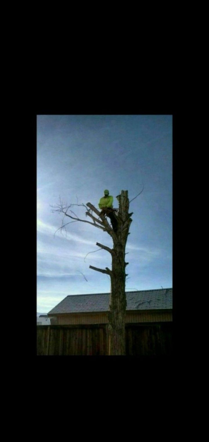 🌲 Tree work 🌲