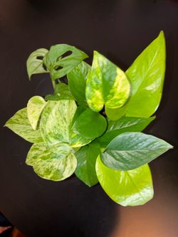 PLANT SALE!