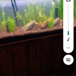 55 Gallon Tank With Every Thing