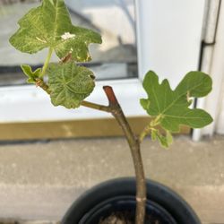 Chicago Hardy Fig Tree. Hardy N Plant In The Yard.