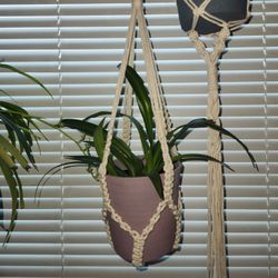 Spider Plant With Macrame Plant Hanger