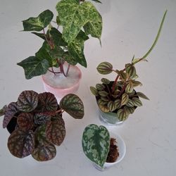 4 Exotic Plants For Sale ...Rare 