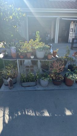 Succulents