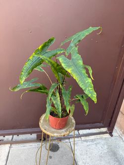 6” Alocasia tigrina w/ multiple plants