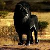 Maurice