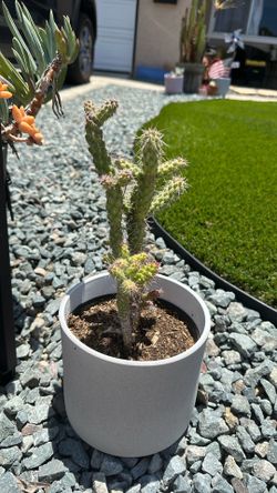 Cactus in Modern Planter – Easy Care Desert Plant