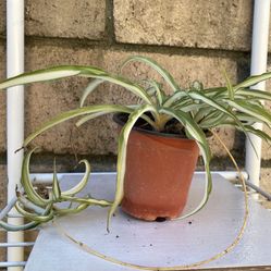 Spider Plant 