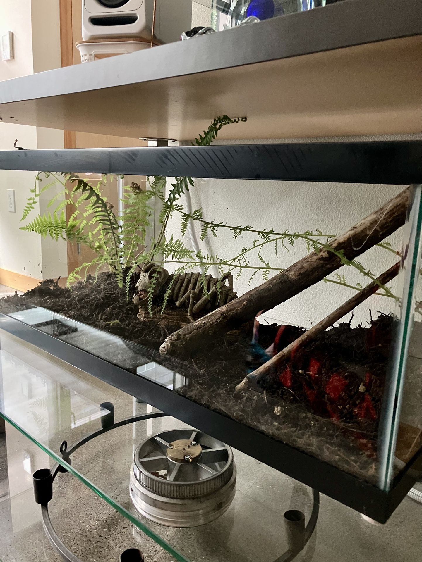Terrarium 20 Gallon