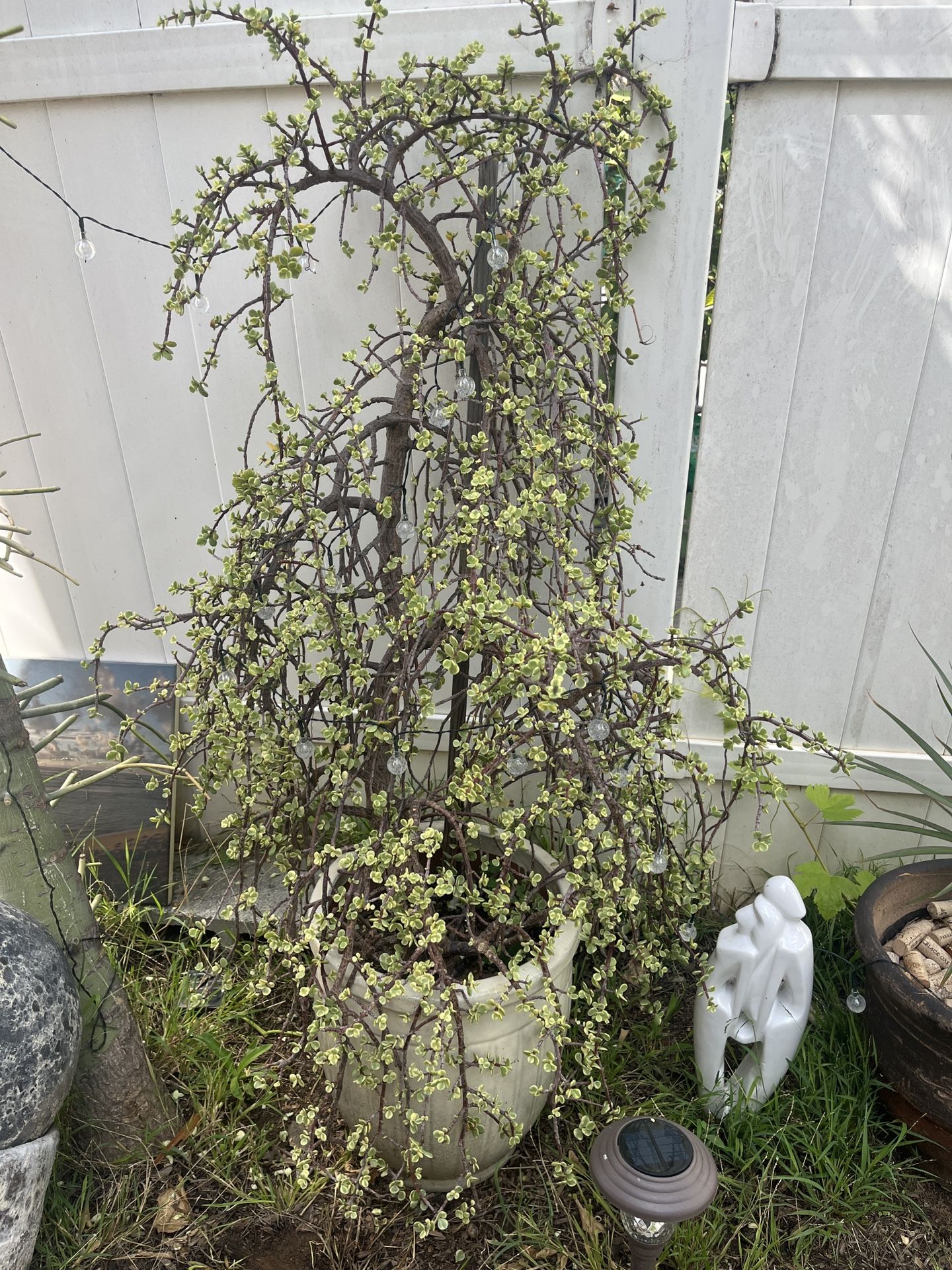 Tall Succulent Plant In Pot