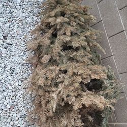 5' christmas tree (fire wood)