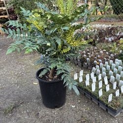 Mahonia x ‘Winter Sun’ 5gal