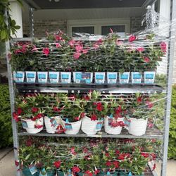 BOGO FLOWERS 