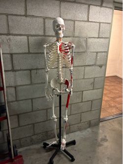 Full Size Human Skeleton Anatomy Model with Stand