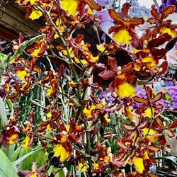 Big Pot Dancing Lady Oncidium Orchids Fragrant 3 Feet