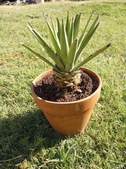 Magueyito Enano.