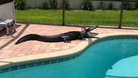Alligator  fiberglass replica.
