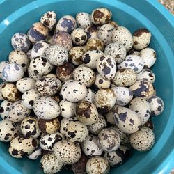 Fresh Coturnix Eggs 