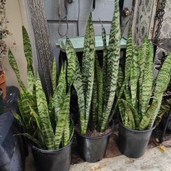 $20 Each One Snake Plant 