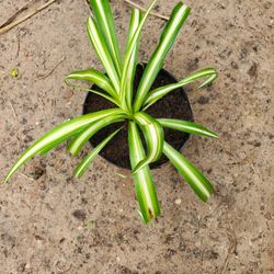 Lazos De Amor Plant.