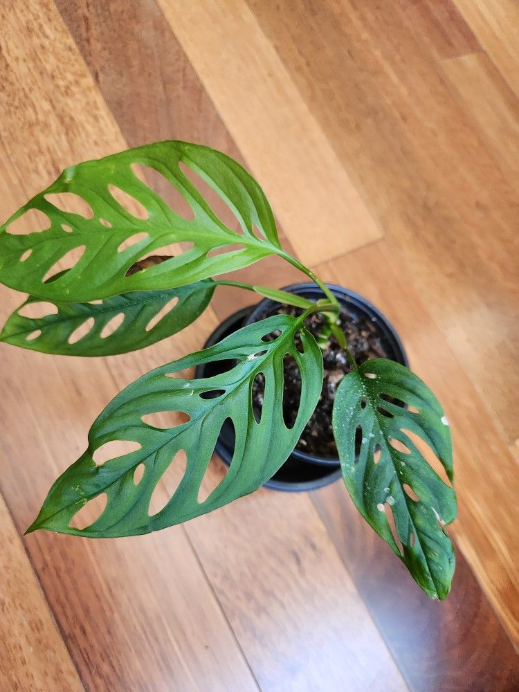 Monstera Obliquea Indoor Plant