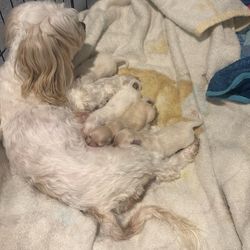 Dog Kennel For Maltese Puppies 