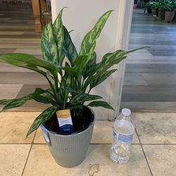 Aglaonema Plant Green 
