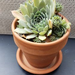 Succulents Plant