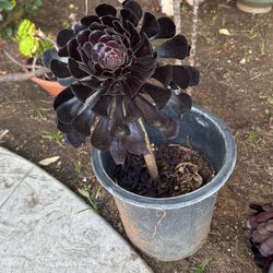 Black Rose Succulent 