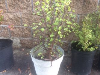 Beautiful Big Plants. 10 years old