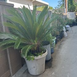 Saga Palm tree With Flower Pot