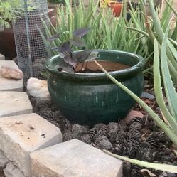 🌺 Mottled Green Forever Flower Pot 🌺