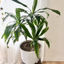 Dracaena fragrans