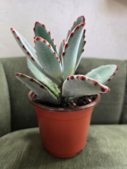 Panda Plant (Succulent)