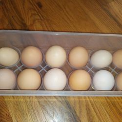 Fresh Chicken Eggs