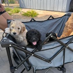 folding stroller for goldendoodle
