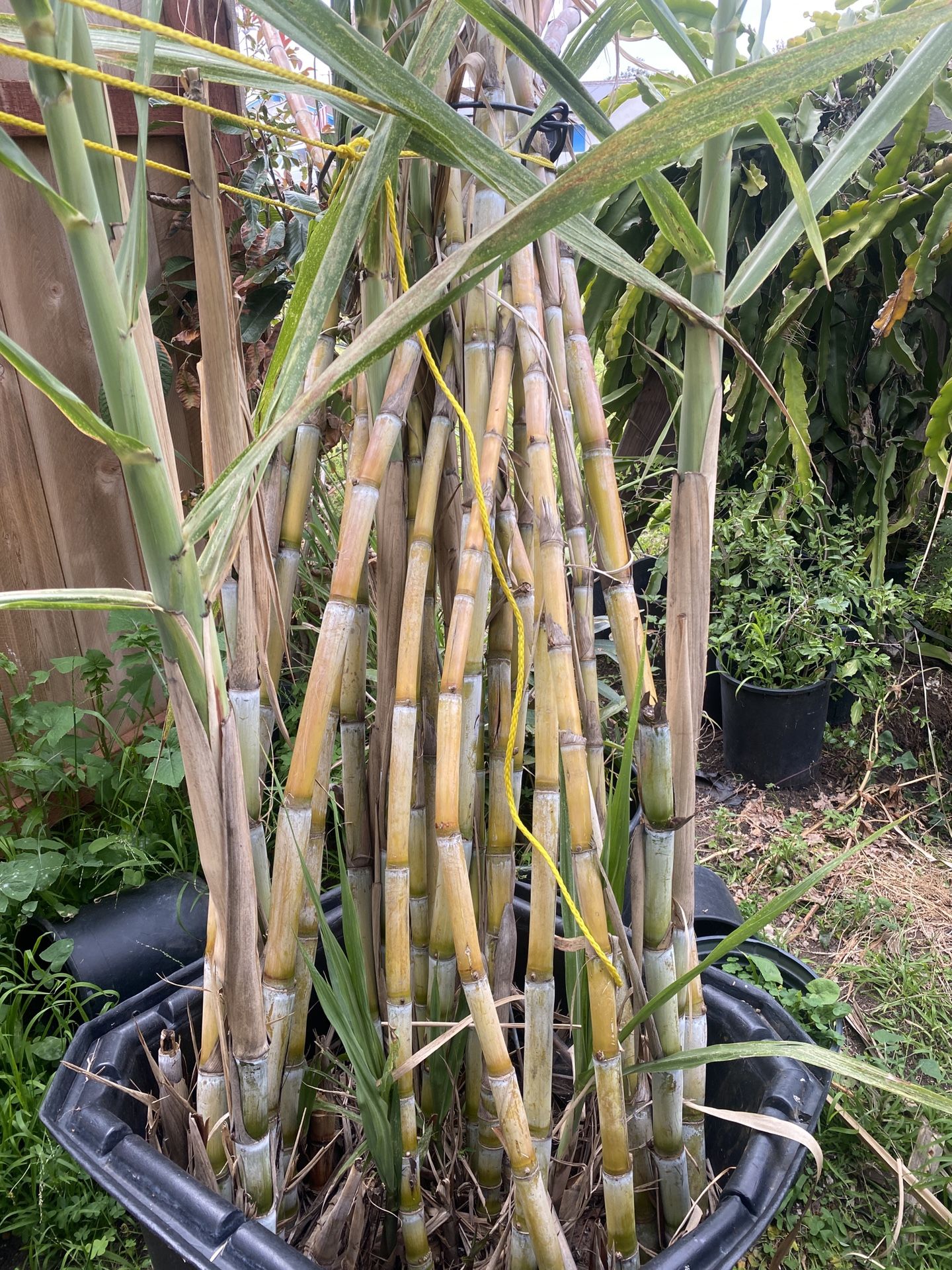 Homegrown Sugarcane
