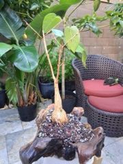 Rock Fig