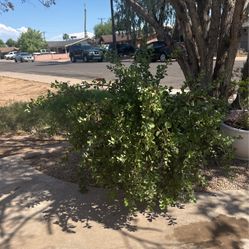 Elephant Trunk Succulent 