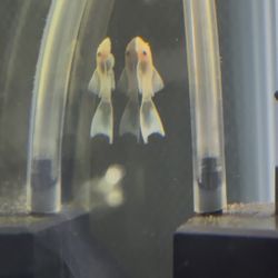 Aquarium Decorations