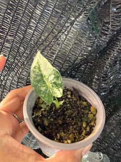 Variegated alocasia frydek