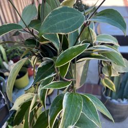 Hoya Microphyllia Plants