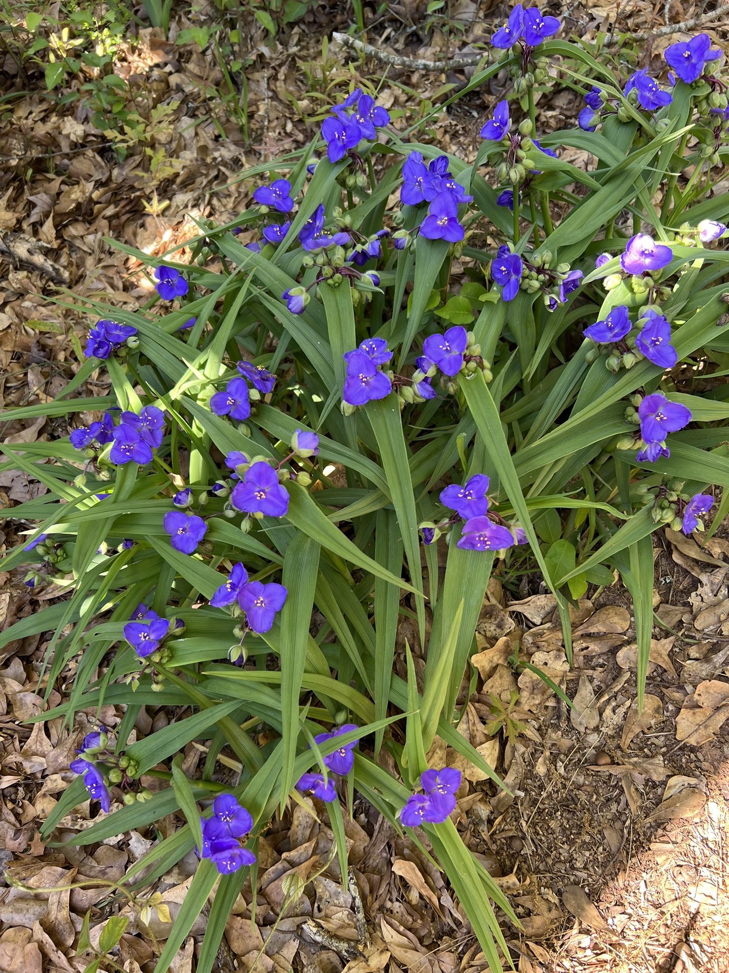 Purple Spiderwort Plant Live Blooming